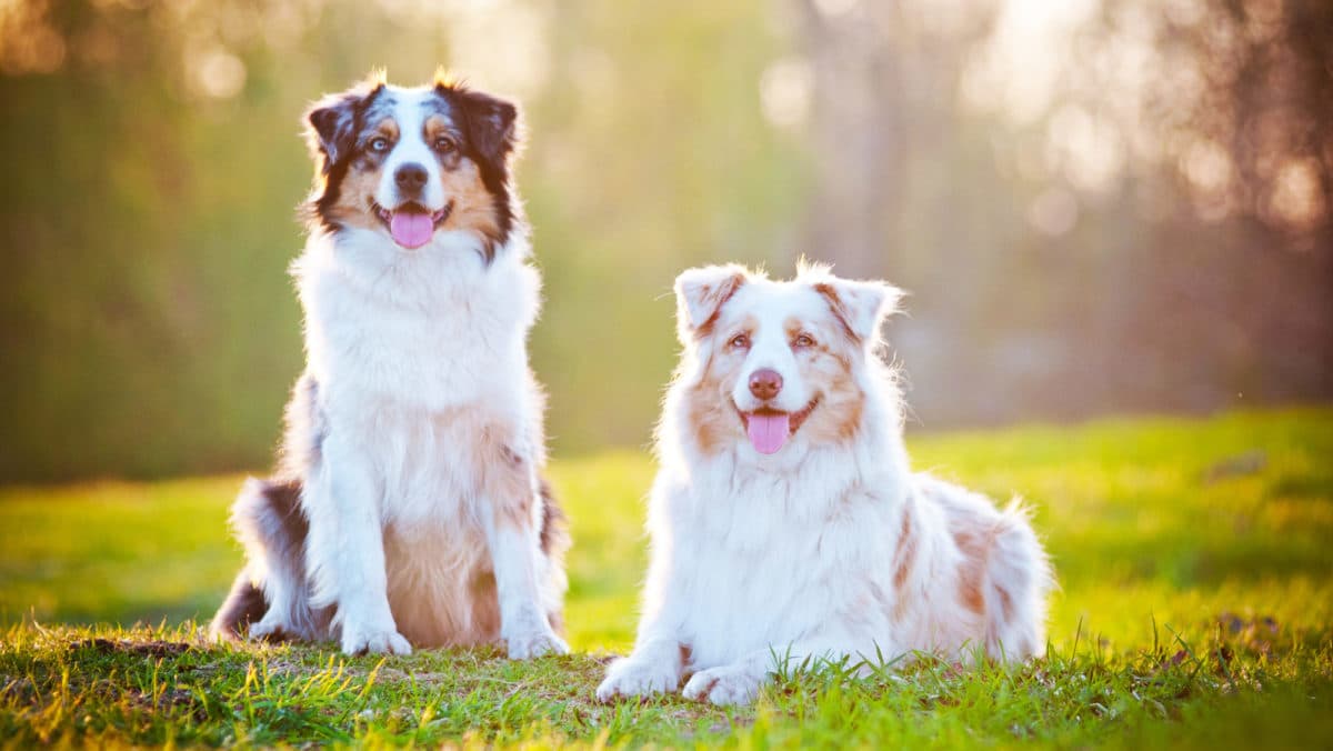 Races de chiens activites physiques