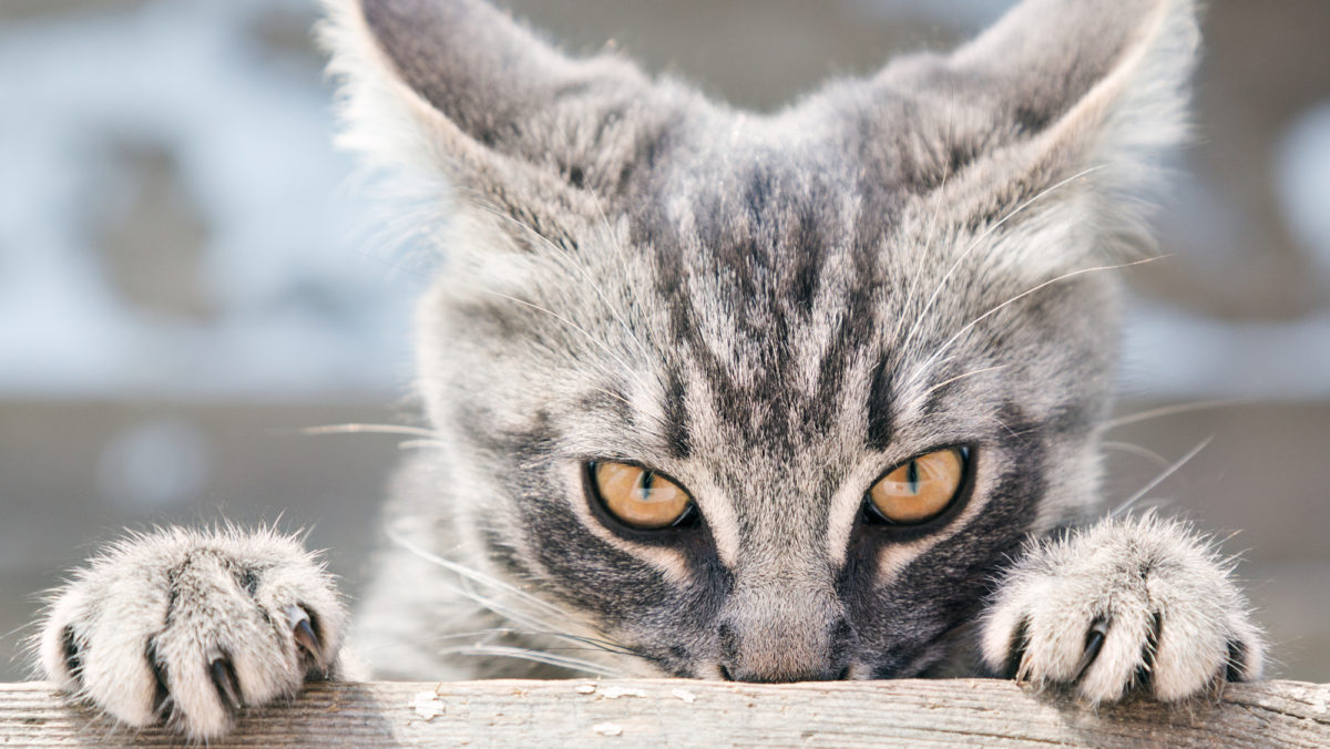 5 choses que les chiens et les chat détestent