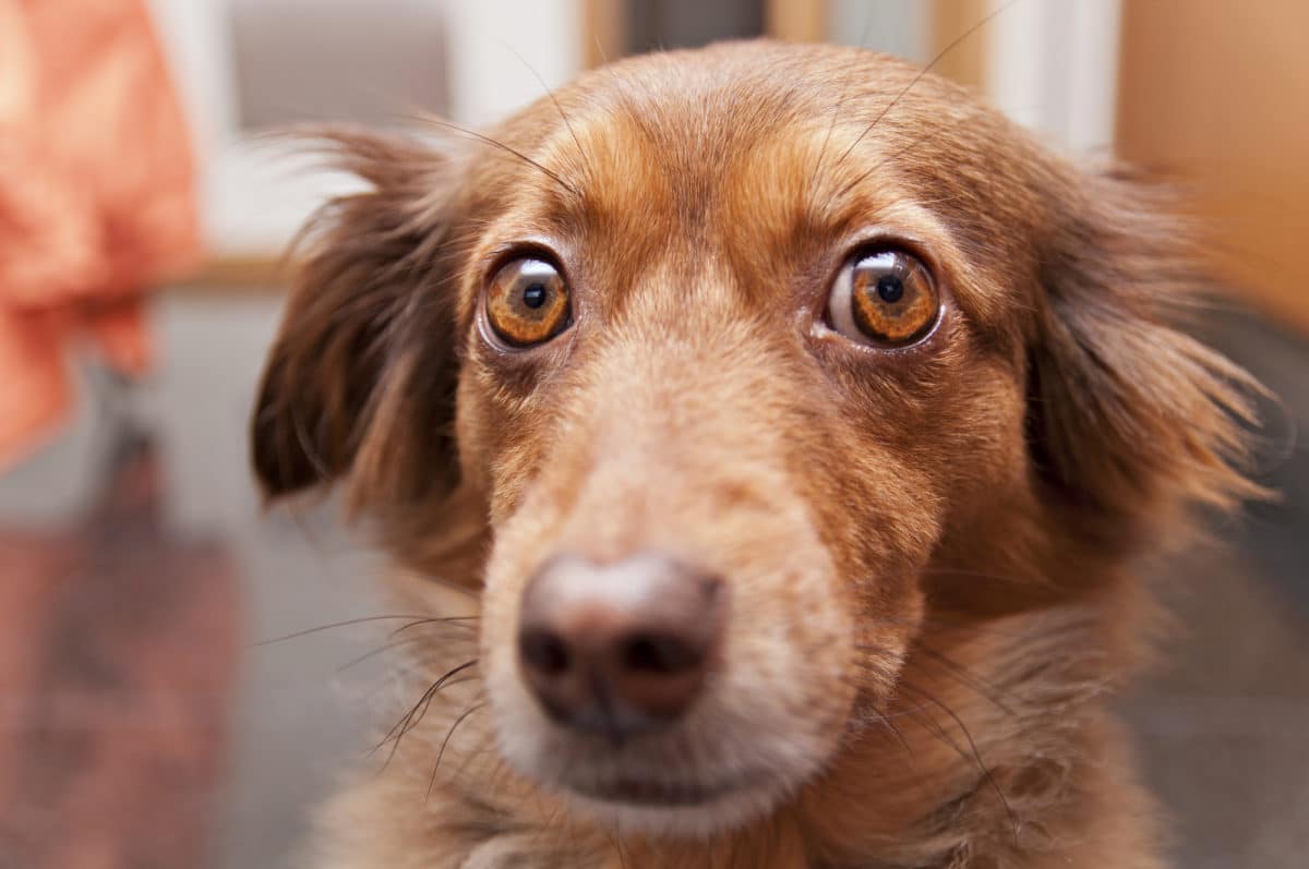 Choses que les chiens détestent le plus