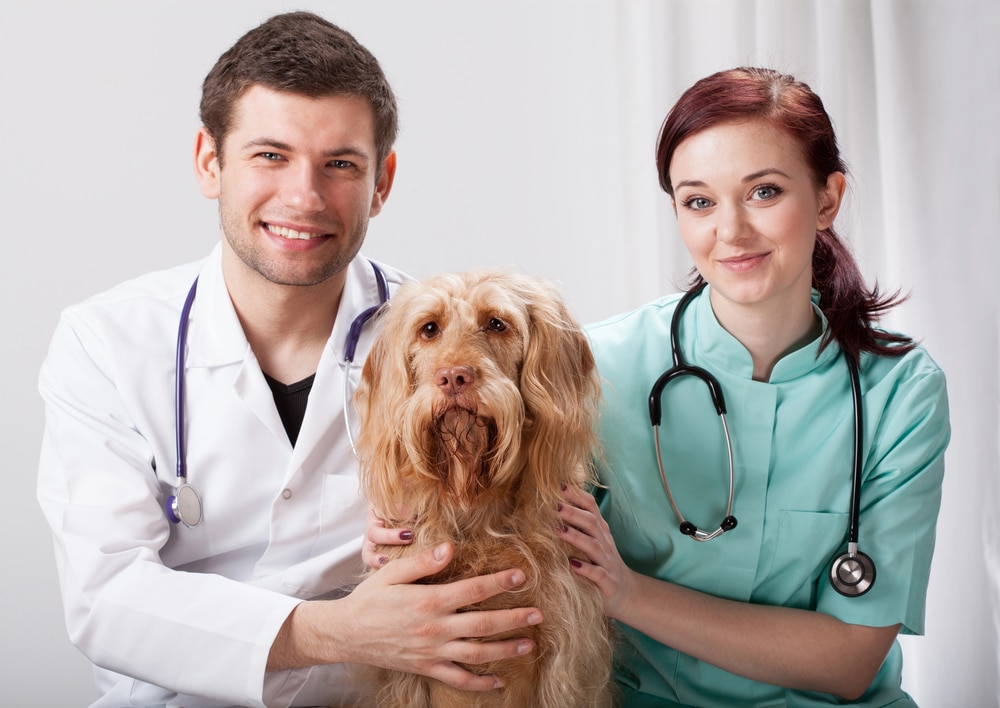 Augmentation de la fréquence des visites vétérinaires