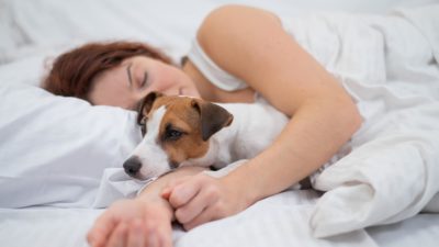 Races de chien qui dort avec leur maître