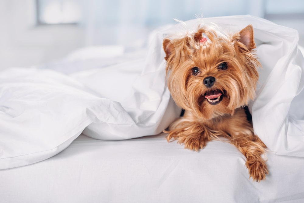 Yorkshire Terrier