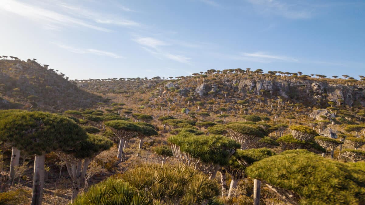 Plateau du d&eacute;sert rocheux avec des arbres de sang de dragon